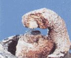 Ash Formation